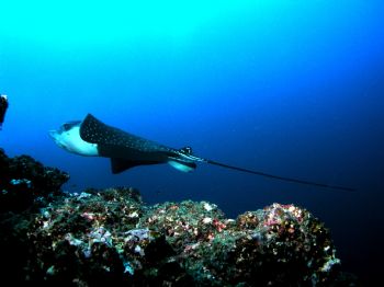Cruzing the reef: Eagle Ray taken in Cocos February 2004 ... by Charlie Foreman 